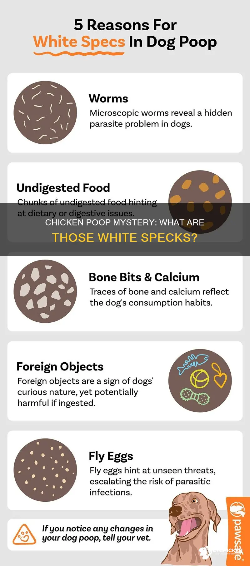 what is the white speck on top of chicken poop