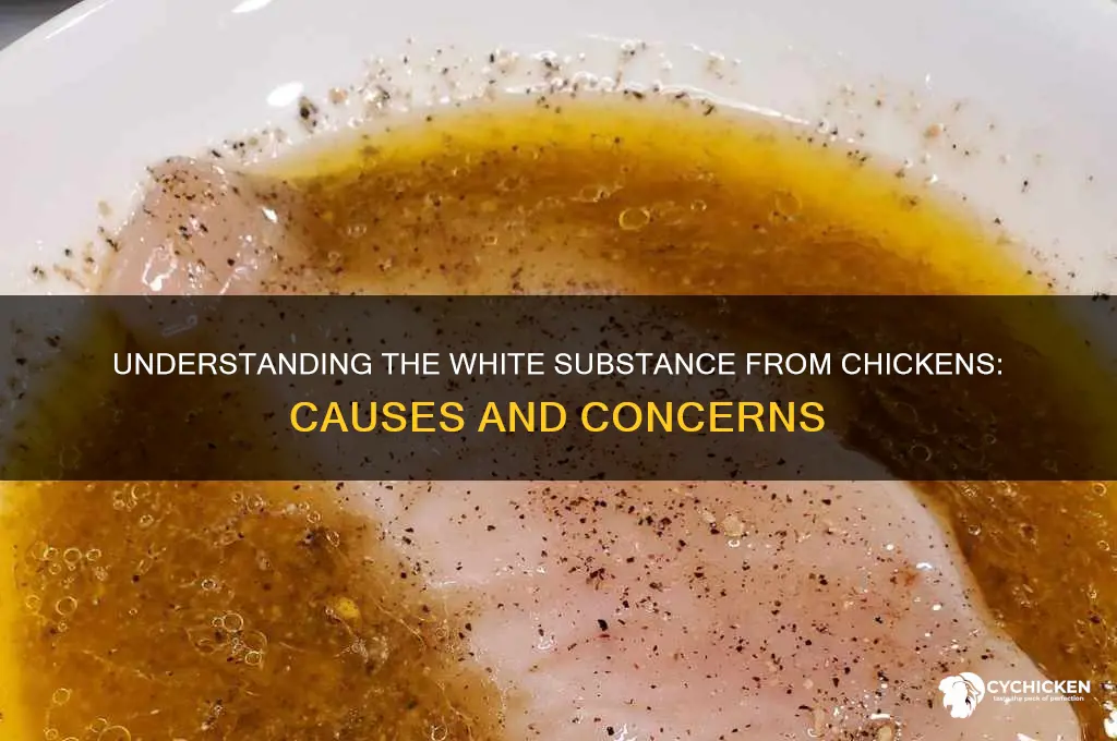 what is the white stuff from a chicken