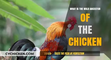 Unveiling the Wild Roots: Discovering the Chicken's Ancient Ancestor