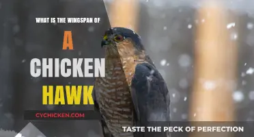 Understanding the Wingspan of a Chicken Hawk: Facts and Insights