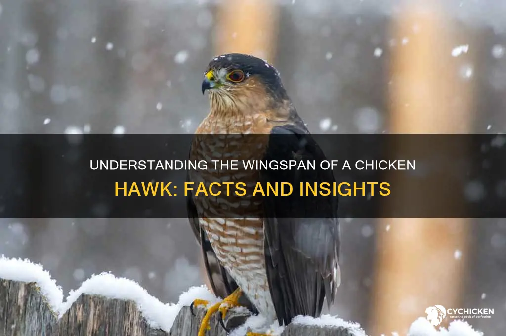 what is the wingspan of a chicken hawk