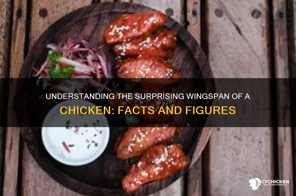what is the wingspan of a chicken