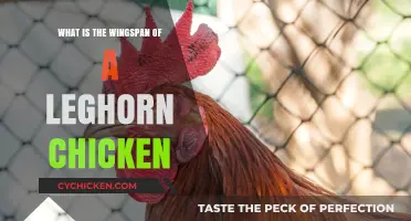 Understanding the Impressive Wingspan of a Leghorn Chicken