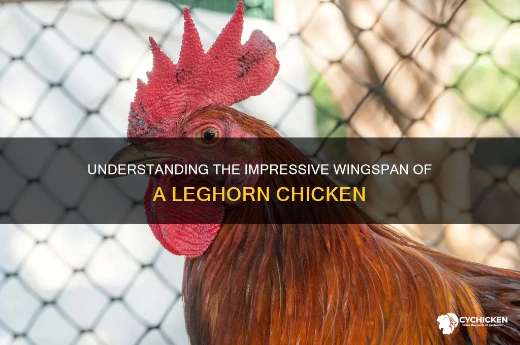 what is the wingspan of a leghorn chicken