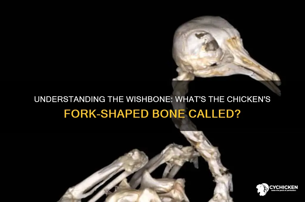 what is the wishbone area of chicken called