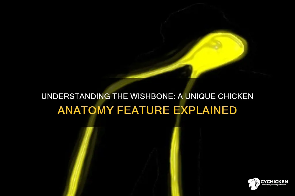 what is the wishbone in a chicken