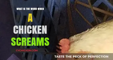 What’s the Term for a Chicken’s Loud Distress Call?