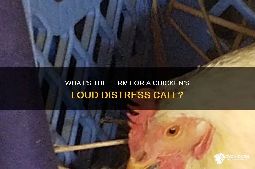 what is the word when a chicken screams