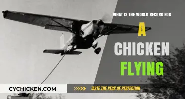The Sky-High Chicken: World Record Flight