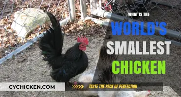 Discovering the World's Tiniest Chicken Breed: A Fascinating Overview