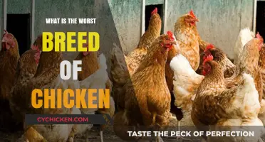 The Least Desirable Chicken Breed: Traits and Reasons to Avoid