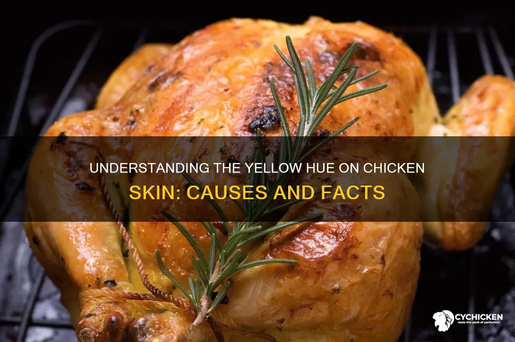 what is the yellow on chicken skin
