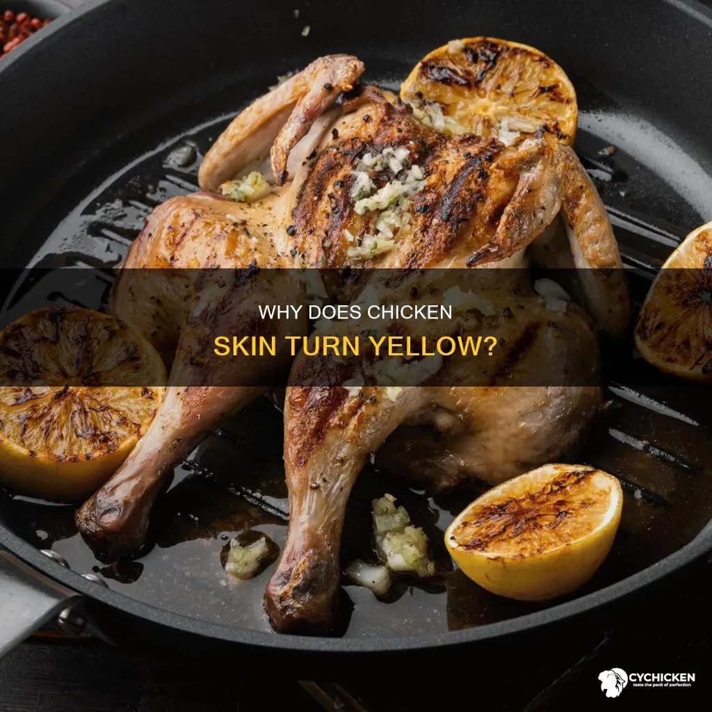 what is the yellow stuff on the chicken skin