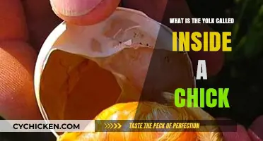 Understanding the Embryo: What's the Yolk Inside a Chick Called?