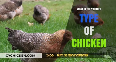 Understanding the Younger Type of Chicken: A Beginner's Guide to Poultry
