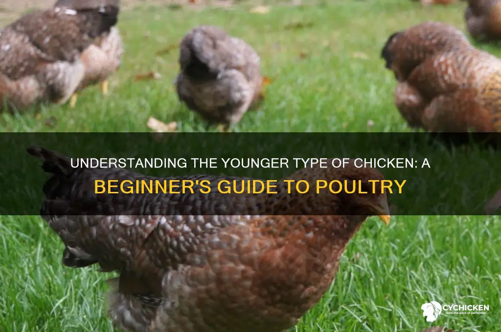 what is the younger type of chicken