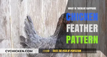 Understanding the Blue Sapphire Chicken Feather Pattern: A Unique Poultry Trait