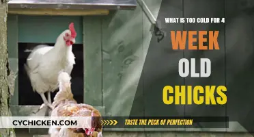 Chicks' Cold Tolerance: How Cold is Too Cold?