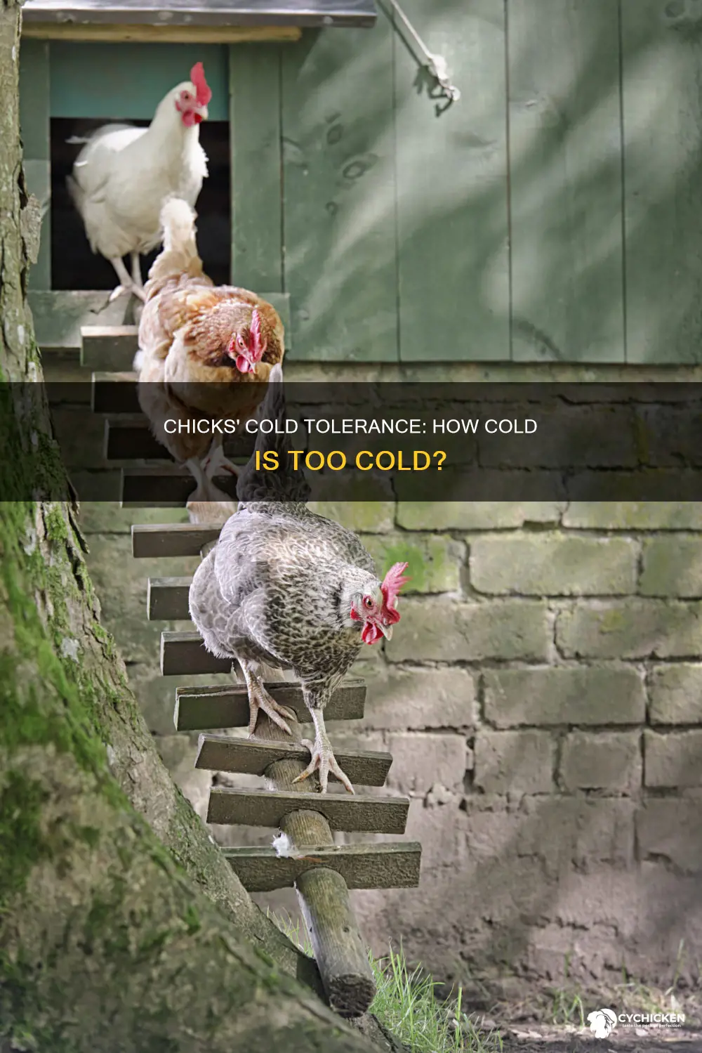 what is too cold for 4 week old chicks