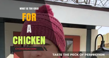 Chilly Chickens: Understanding Their Cold Tolerance Limits and Care Tips