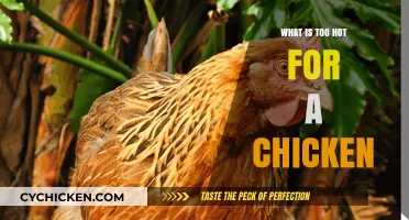 How Hot is Too Hot for Chickens? Optimal Temperature Guide