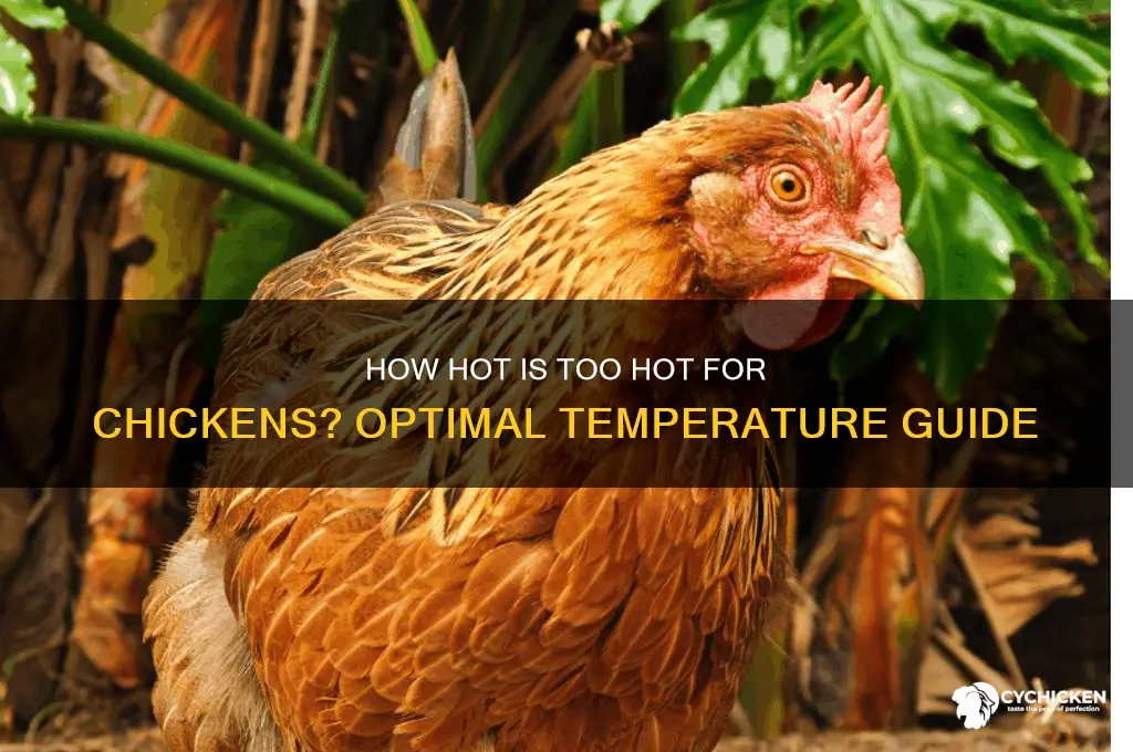 what is too hot for a chicken