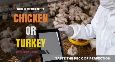 Chicken vs. Turkey: Which Poultry Receives Better Treatment in Farming?