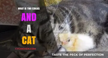 Two Chicks and a Cat: Unraveling the Viral Internet Mystery