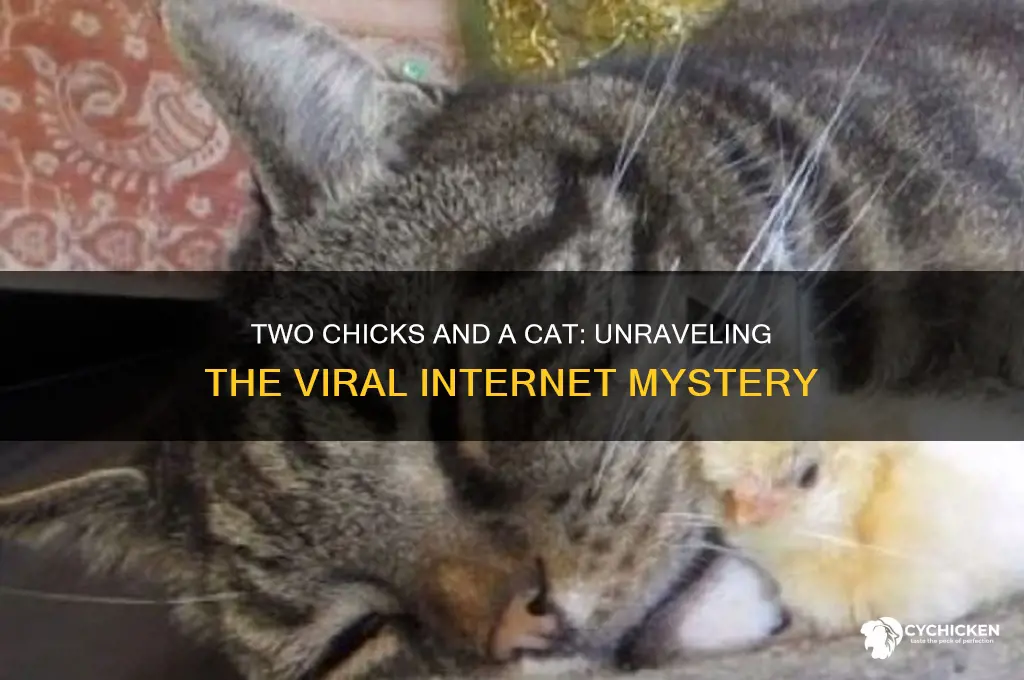what is two chicks and a cat