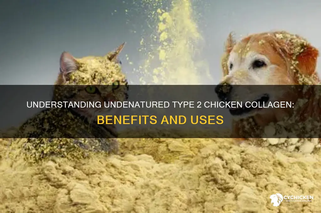 what is undenatured type 2 chicken collagen
