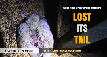 Where Did the Chicken's Tail Go?