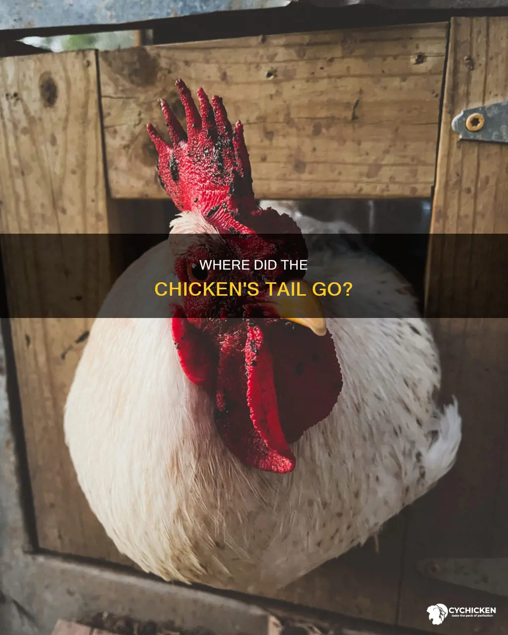 what is up with chicken when it