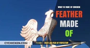 Unveiling the Composition of Chicken Feather Vanes: A Detailed Exploration