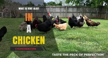 Understanding Vent Gleet in Chickens: Causes, Symptoms, and Treatment