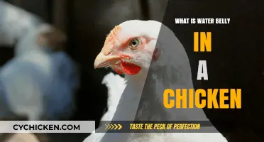 Understanding Water Belly in Chickens: Causes, Symptoms, and Treatment