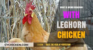 Unusual Leghorn Chicken Behavior: Understanding Their Quirky Actions and Habits
