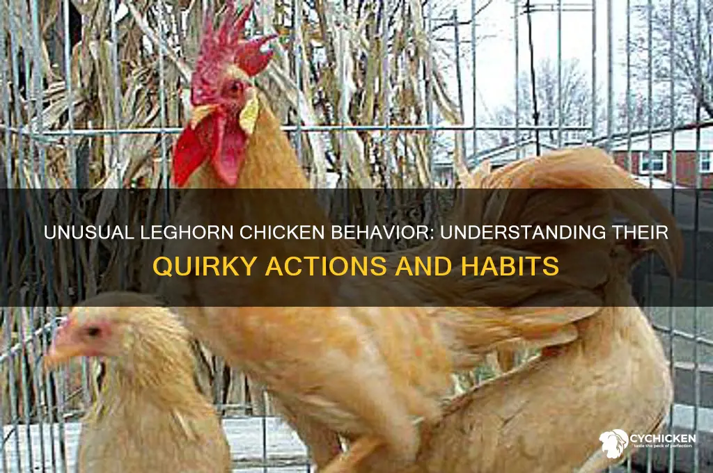 what is weird behavior with leghorn chicken