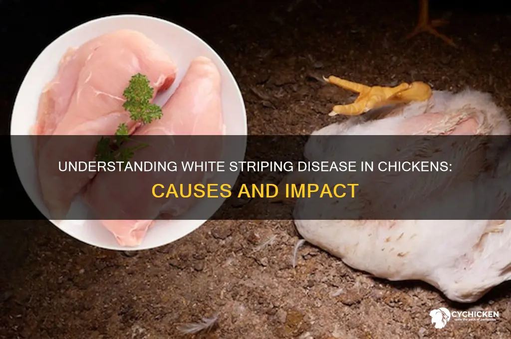 what is white striping disease in chicken