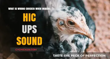 Why Do Chickens Hiccup and What to Do About It