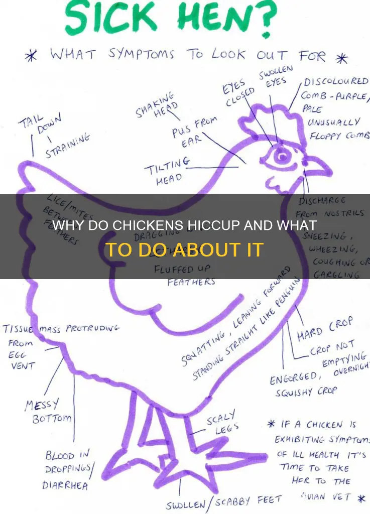 what is wrong chicken when making hic ups sound