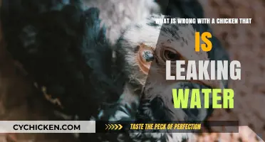 Why Is My Chicken Leaking Water?