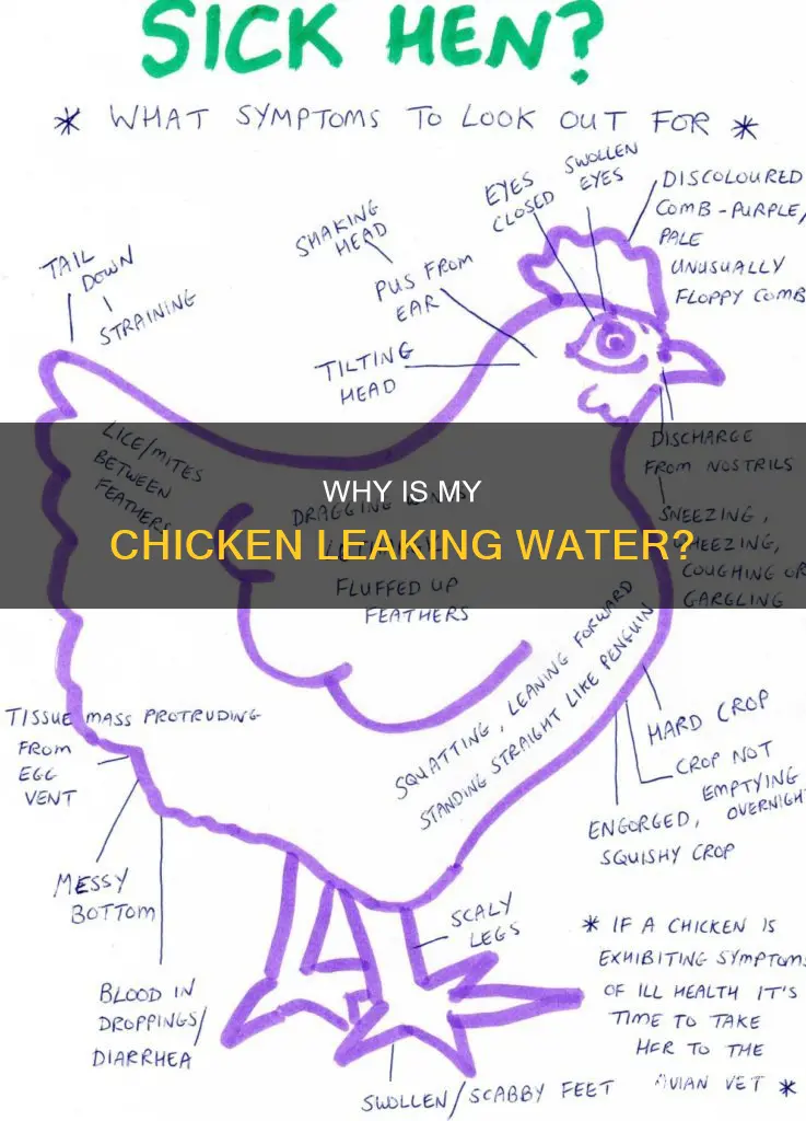 what is wrong with a chicken that is leaking water