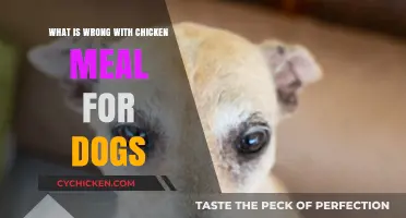 Is Chicken Meal Bad for Dogs? Uncovering Potential Health Risks