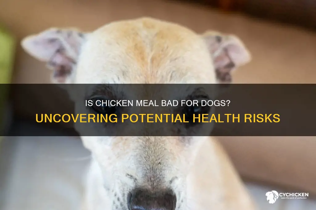 what is wrong with chicken meal for dogs