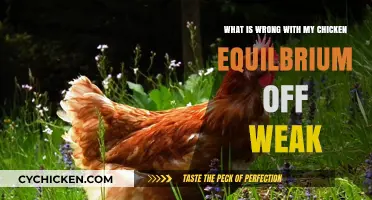 Why Is My Chicken Wobbling?