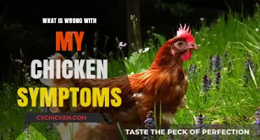Troubleshooting Chicken Health: Identifying and Treating Common Symptoms