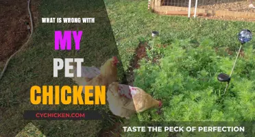 Troubleshooting Your Pet Chicken's Health: Common Issues and Solutions