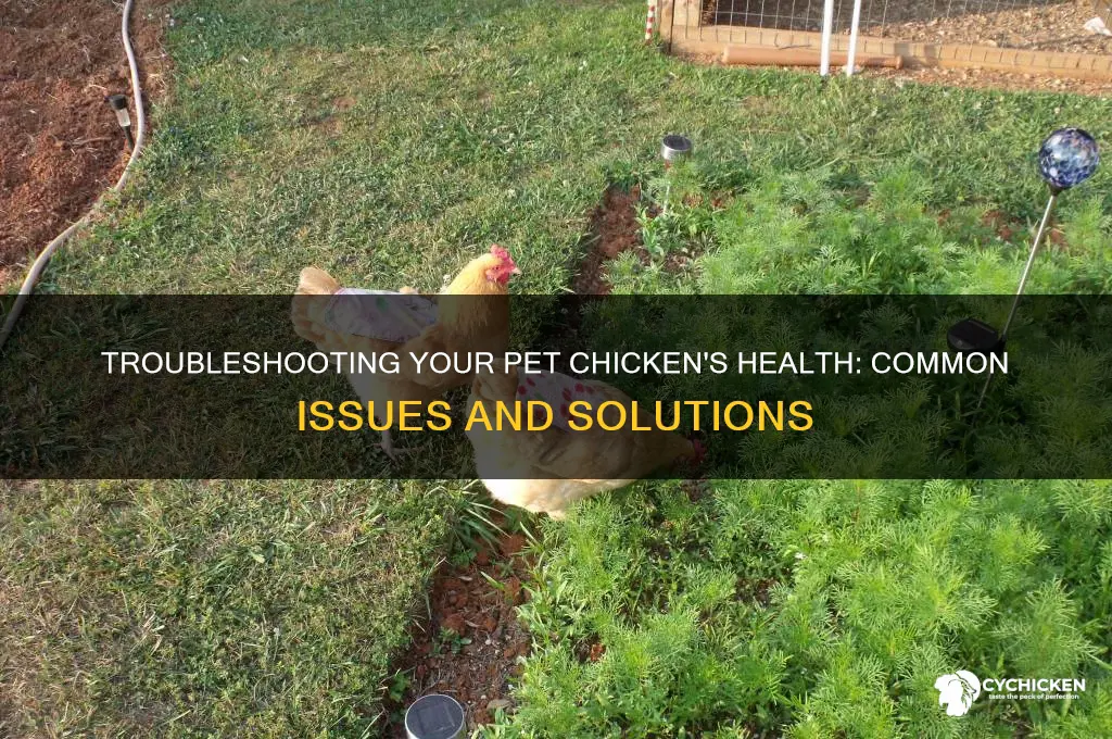 what is wrong with my pet chicken