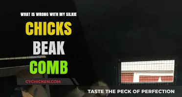 Silkie Chick Beak Comb: What's Wrong?