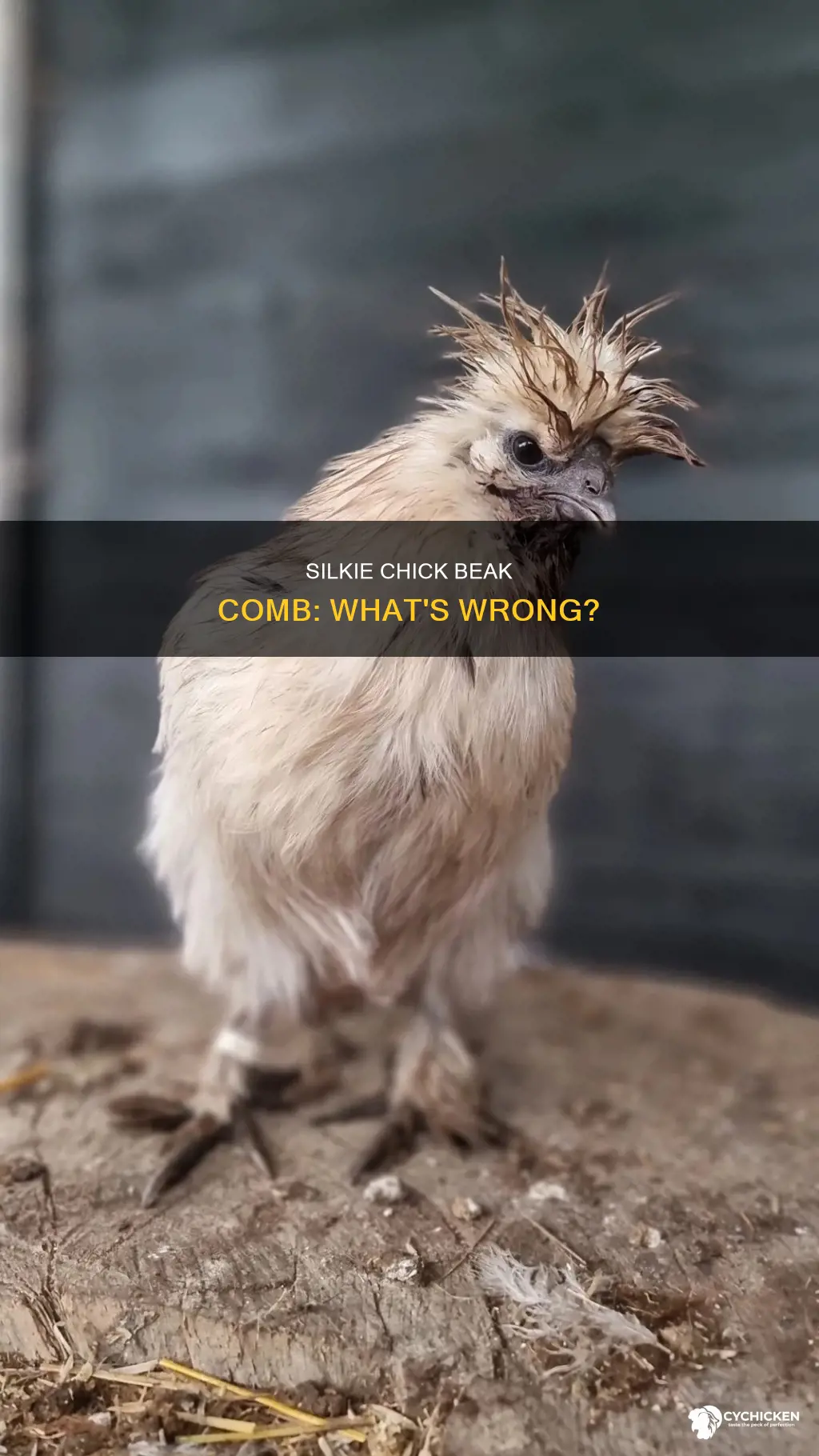 what is wrong with my silkie chicks beak comb